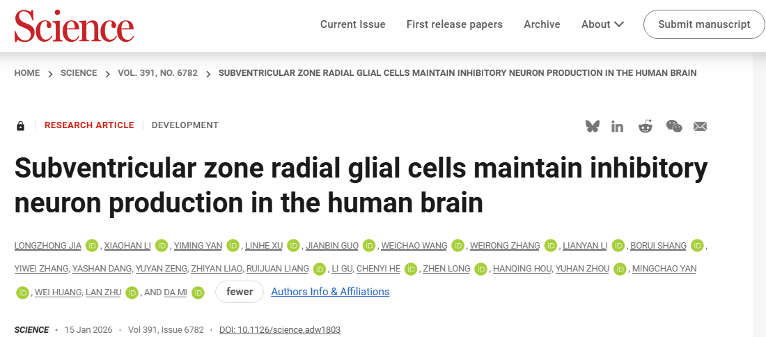 Subventricular zone radial glial cells maintain inhibitoryneuron production in the human brain